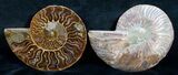Beautiful Inch Cut and Polished Ammonite Pair #5647-1